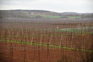法制进乡村,推动农村法治建设的实践与思考 法制进乡村,推动农村法治建设的实践与思考